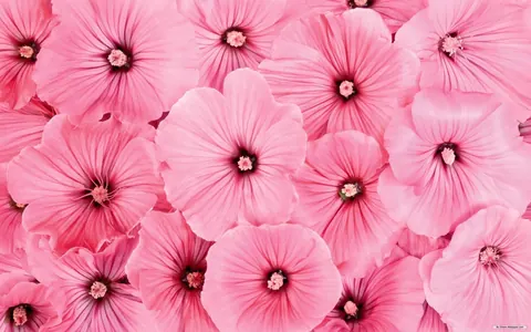Fiori rosa acceso