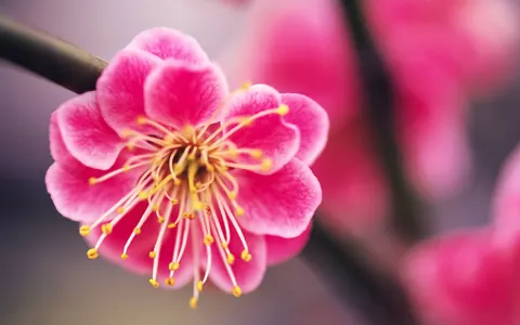 Fiori rosa
