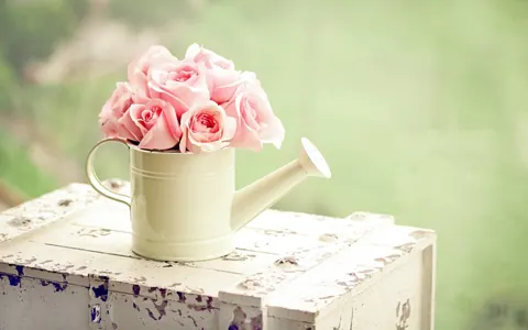 Fiori rosa