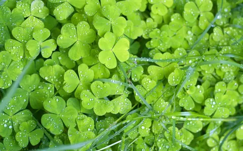 Fiori verdi