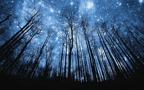 Foreste di notte