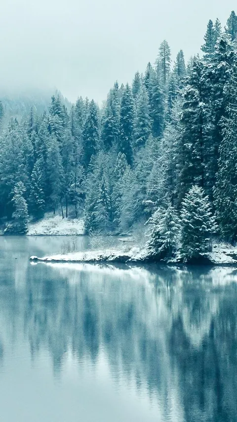 Foreste