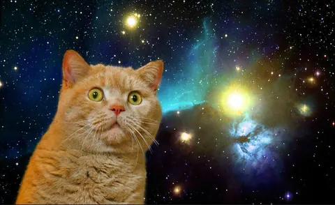 Gatti divertenti nello spazio
