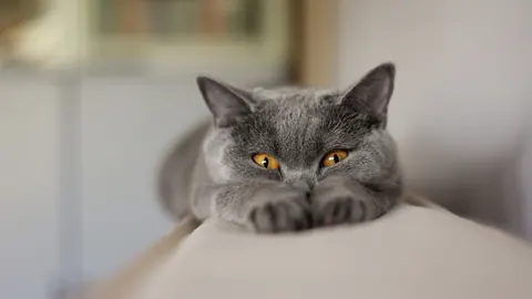 Gatti divertenti