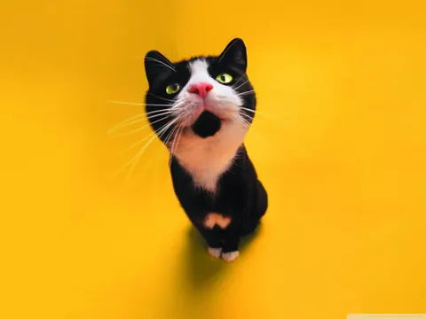 Gatti divertenti