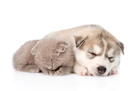 Gatti e cani che dormono
