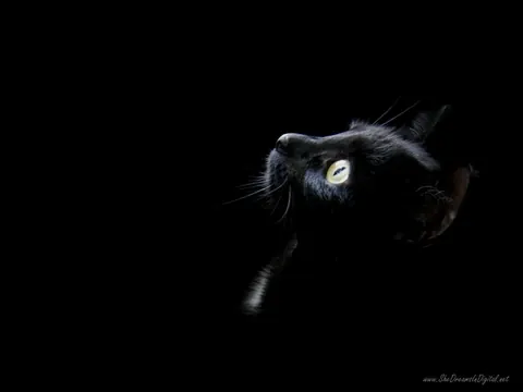 Gatti neri