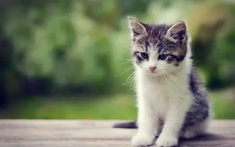 Gattini