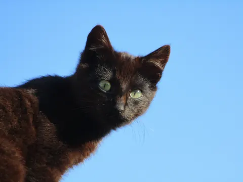 Gatti carini