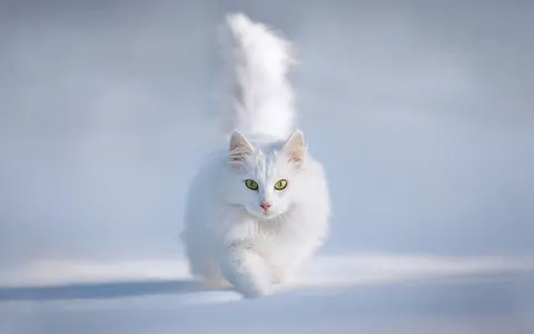Gatti nella neve