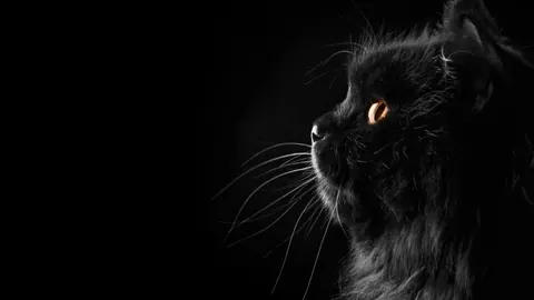 Gatti neri