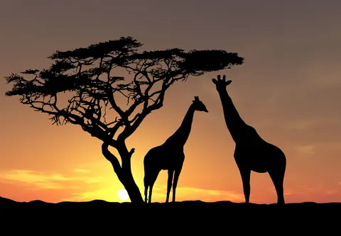 Giraffe