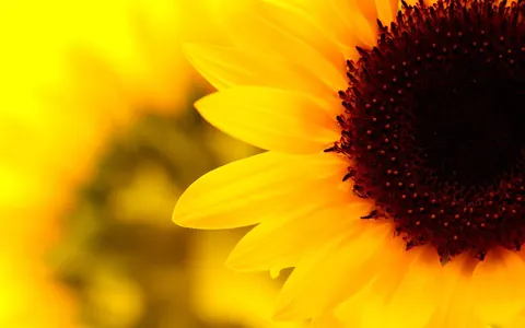 Girasoli aesthetic