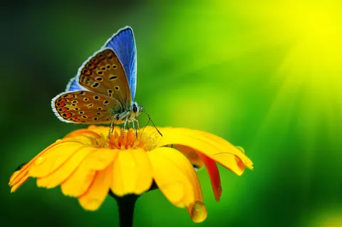 Girasoli e farfalle