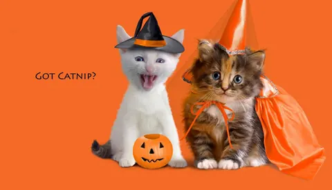 Halloween divertente