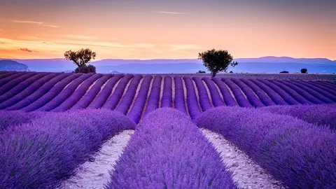 Lavanda