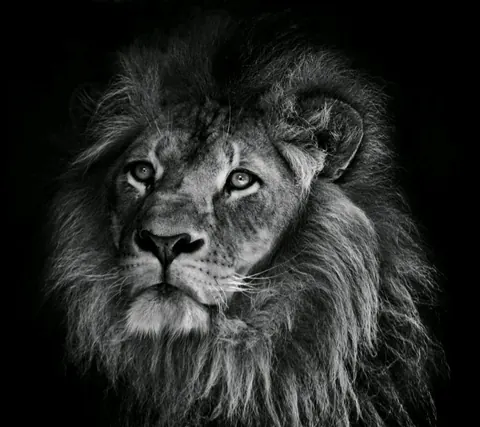 Leoni