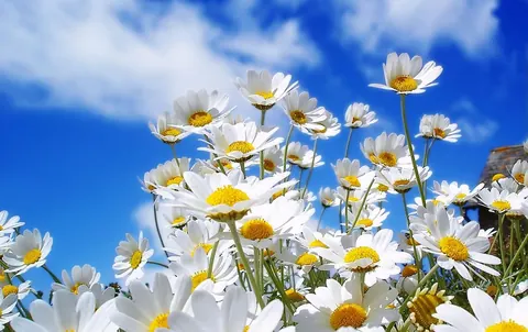 Margherite di primavera