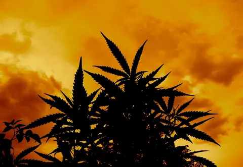 Marijuana