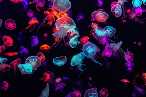 Meduse