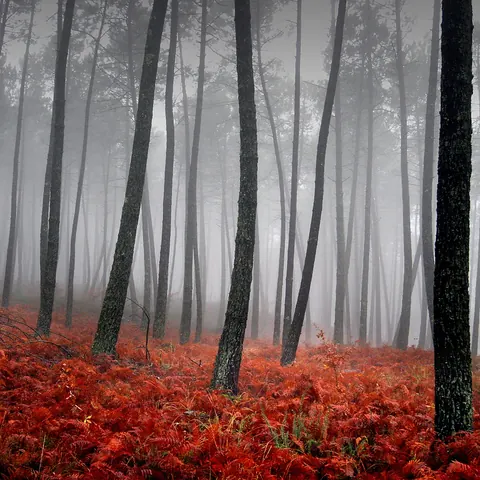 Nebbia autunnale
