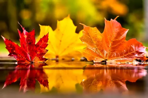 Novembre