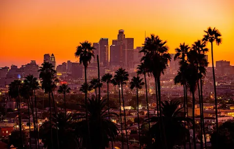 Palme della California
