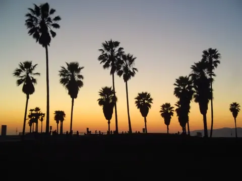 Palme di Los Angeles