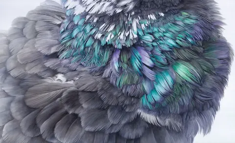 Pelliccia animale