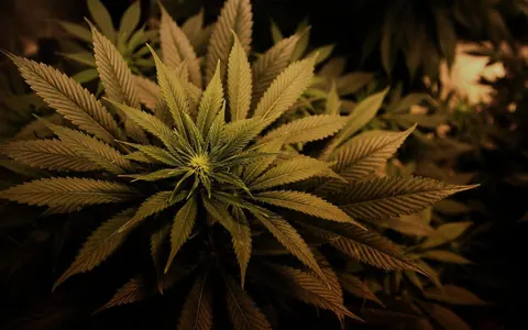 Piante di marijuana