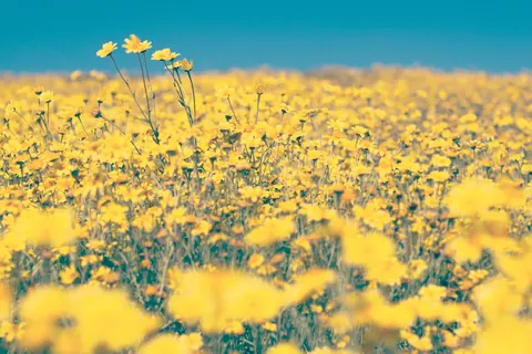 Fiori gialli estetica