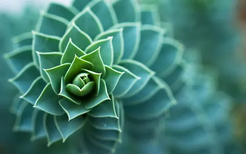 Piante