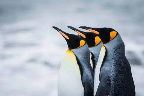 Pinguini