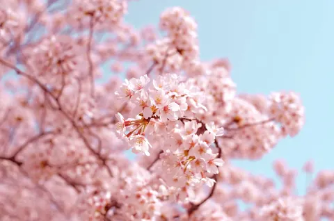 Primavera aesthetic