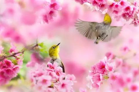 Primavera