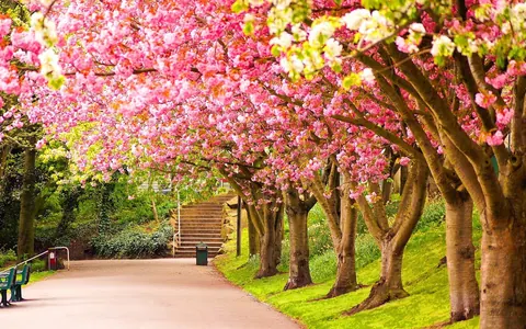 Primavera