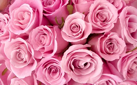 Rosa femminile
