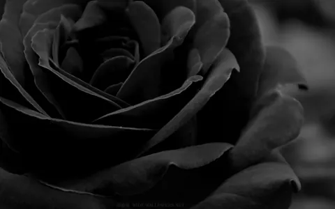 Rose nere