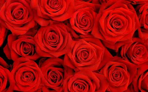 Rose rosse estetiche