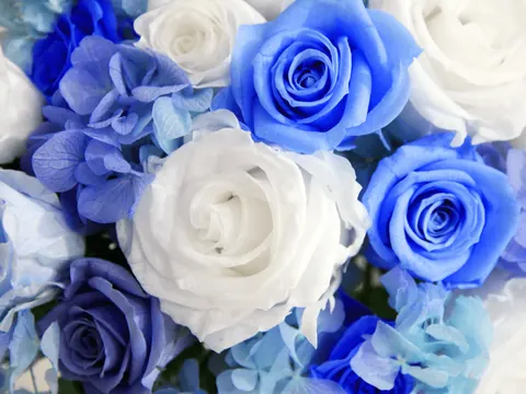 Rose blu e bianche
