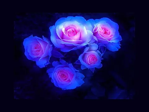 Rose nere estetiche