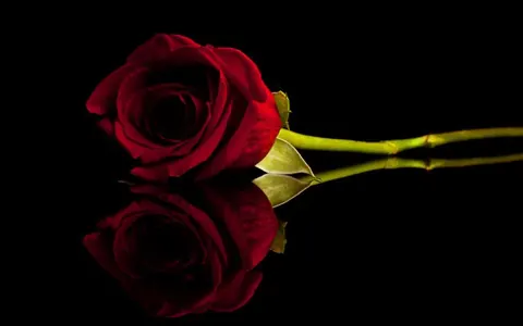 Rose nere e rosse