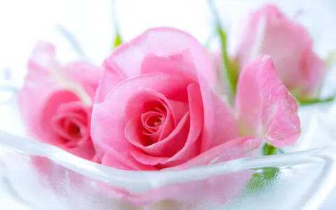 Rose rosa