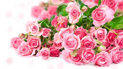 Rose rosa