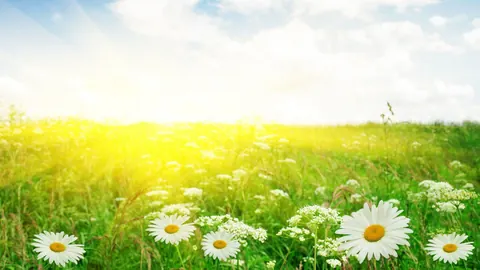Sole e fiori