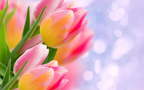 Tulipani