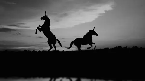 Unicorni neri
