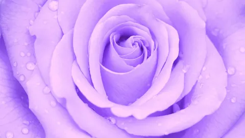 Viola chiaro